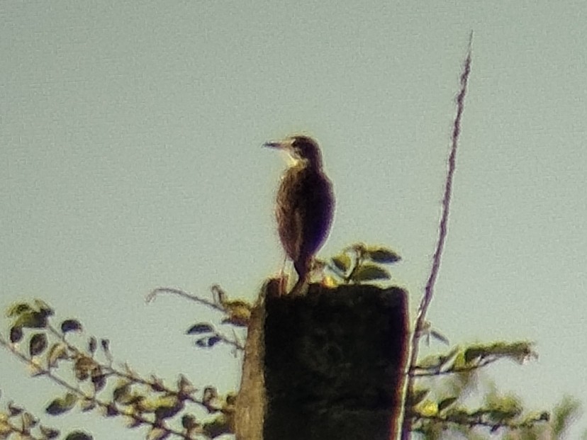 Paddyfield Pipit - ML638222808