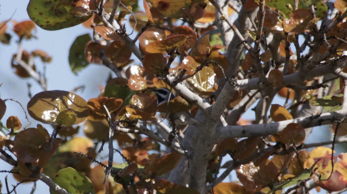 Goldflügel-Waldsänger - ML638222818