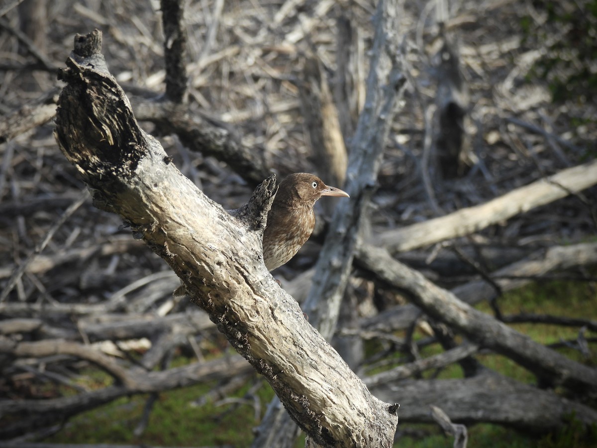 Pearly-eyed Thrasher - ML638222822