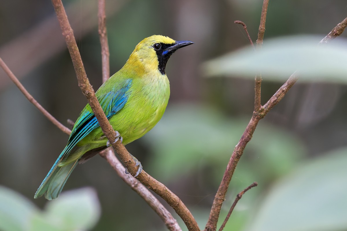 Blue-winged Leafbird - ML638222824