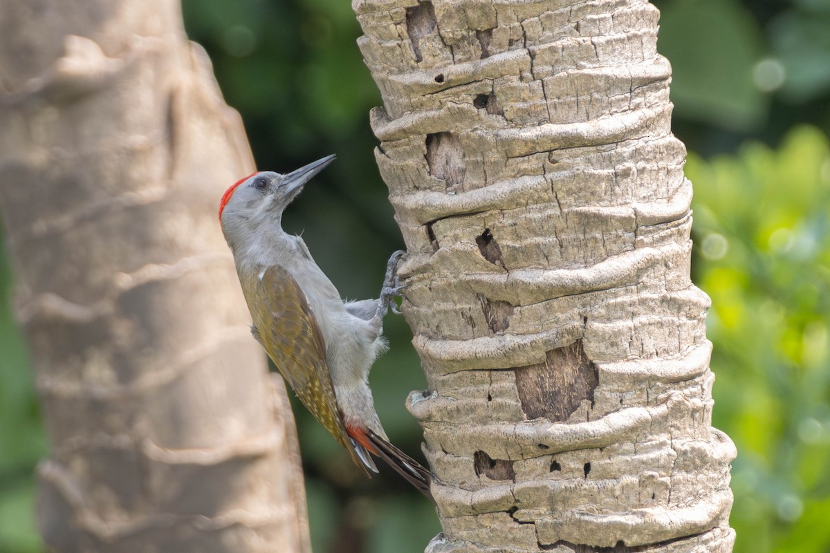 African Gray Woodpecker - ML638222829