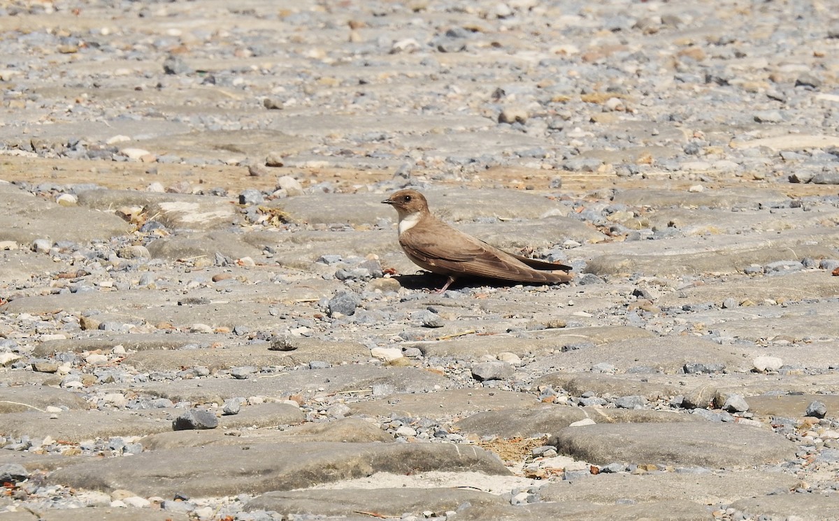 Eurasian Crag-Martin - ML638222830