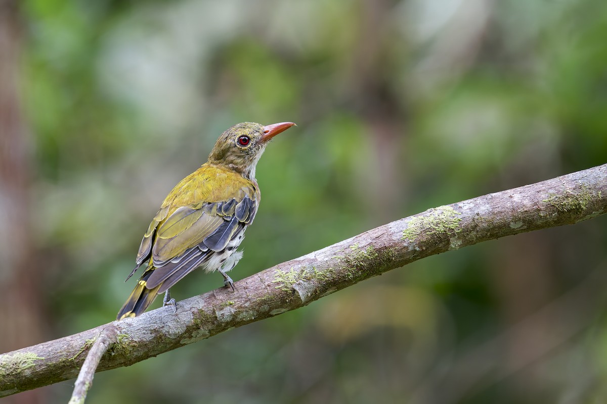 Dark-throated Oriole - ML638222840
