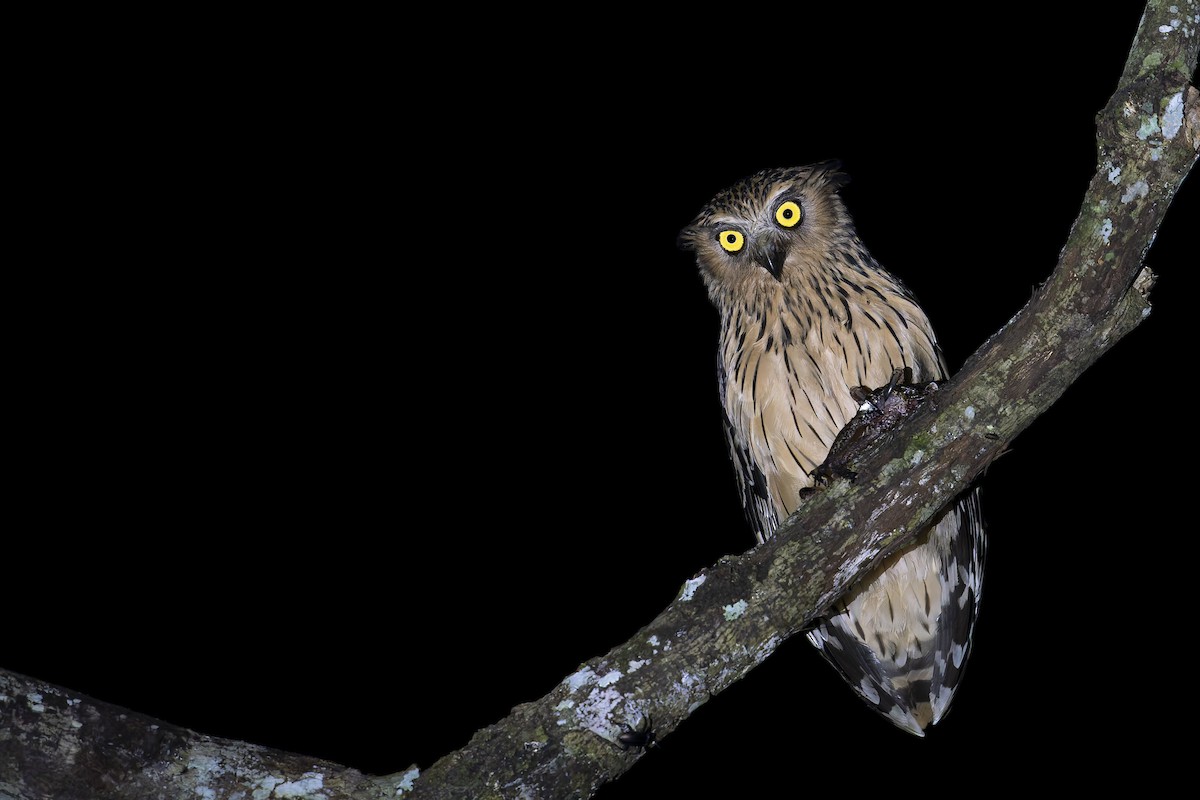 Buffy Fish-Owl - ML638222847
