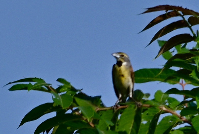 Dickcissel - ML638222855