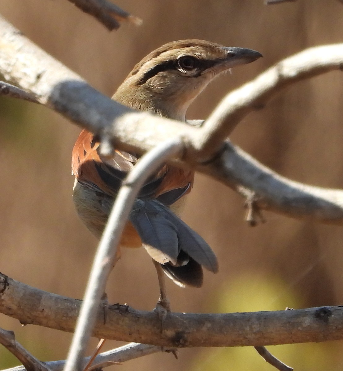 Brown-crowned Tchagra - ML638222858