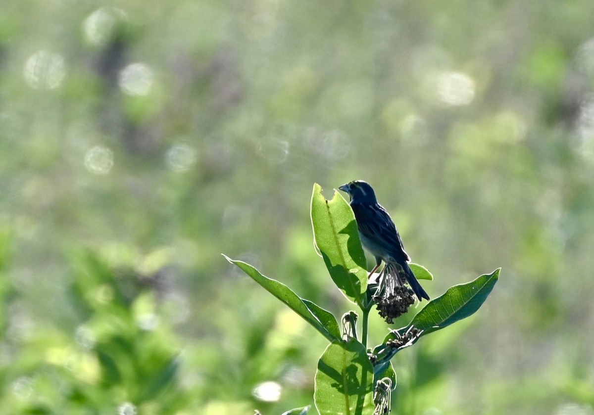 Dickcissel - ML638222861