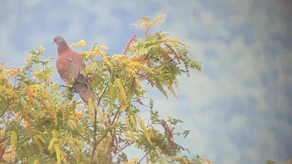 Pale-vented Pigeon - ML638222862