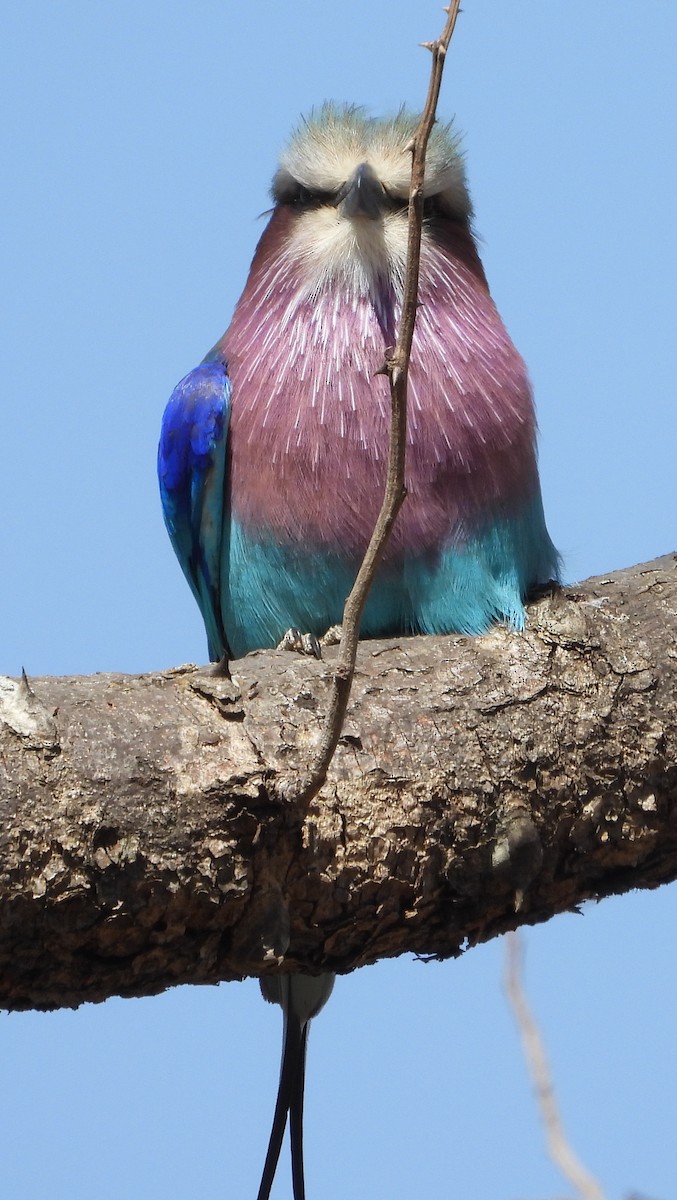 Lilac-breasted Roller - ML638222863