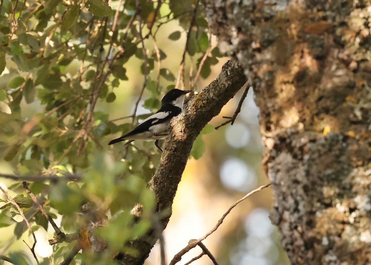 Atlas Flycatcher - ML638222867