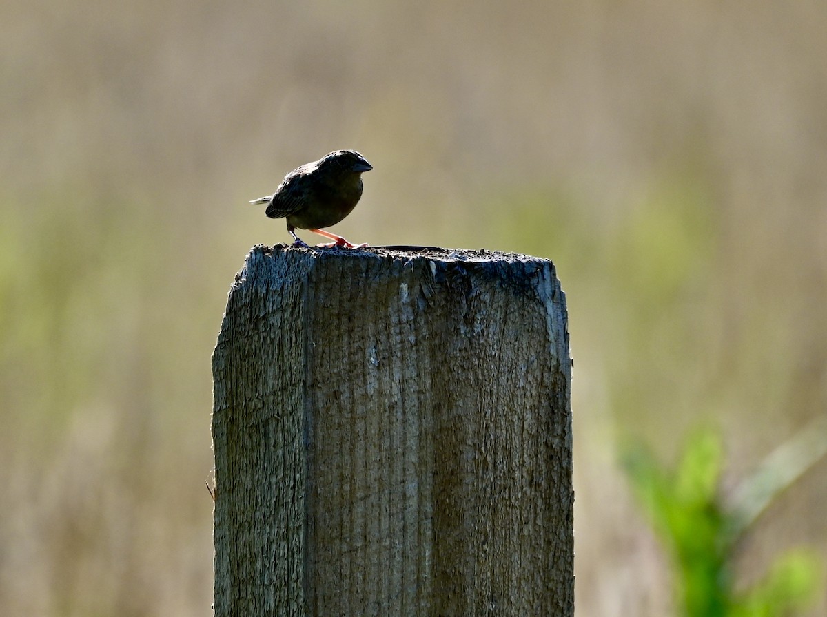 Grasshopper Sparrow - ML638222872