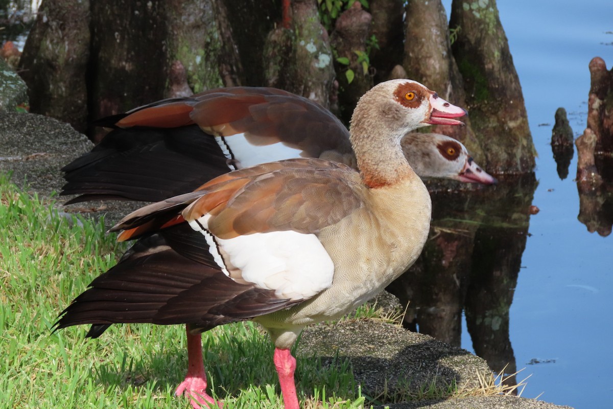 husice nilská - ML638222877