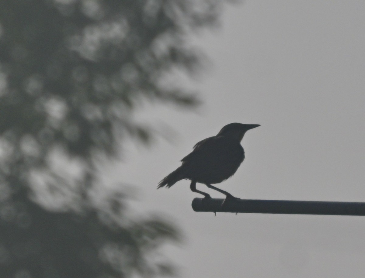Eastern Meadowlark - ML638222879