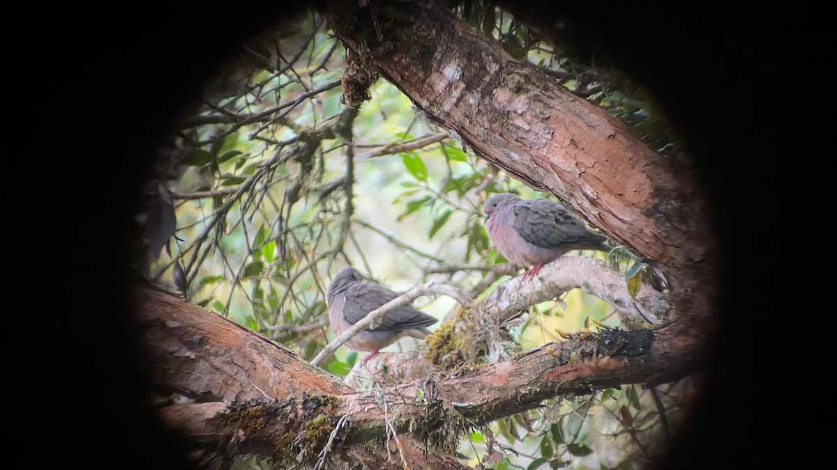 Eared Dove - ML638222882