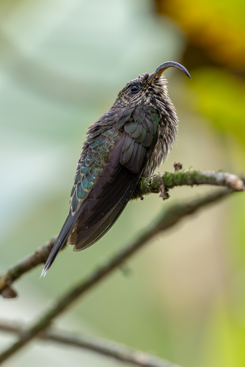 White-tipped Sicklebill - ML638222883