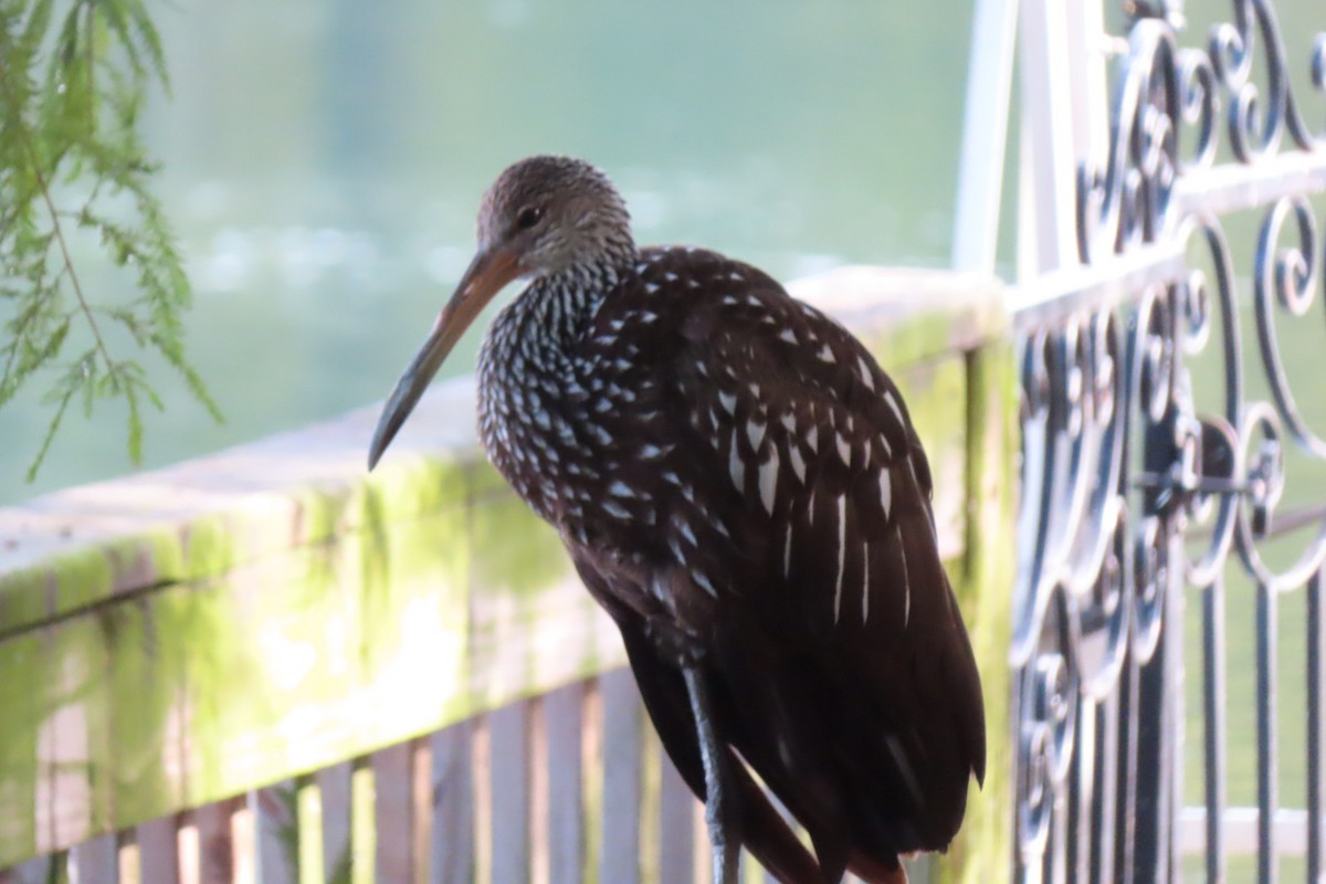 kurlan chřástalovitý - ML638222886