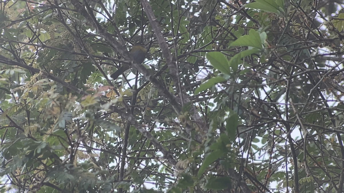 Common Chlorospingus - ML638222911