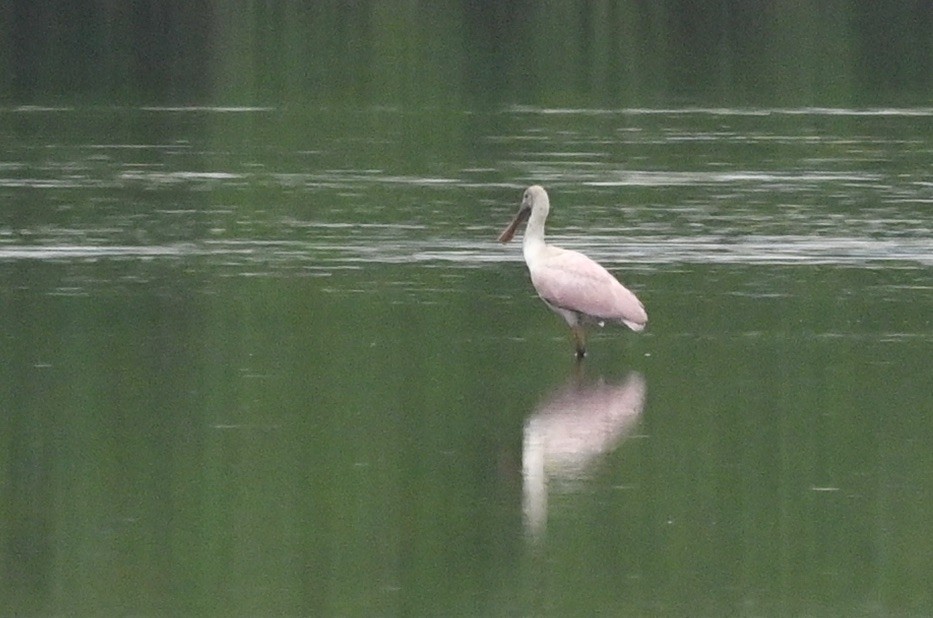 Roseate Spoonbill - ML638222921