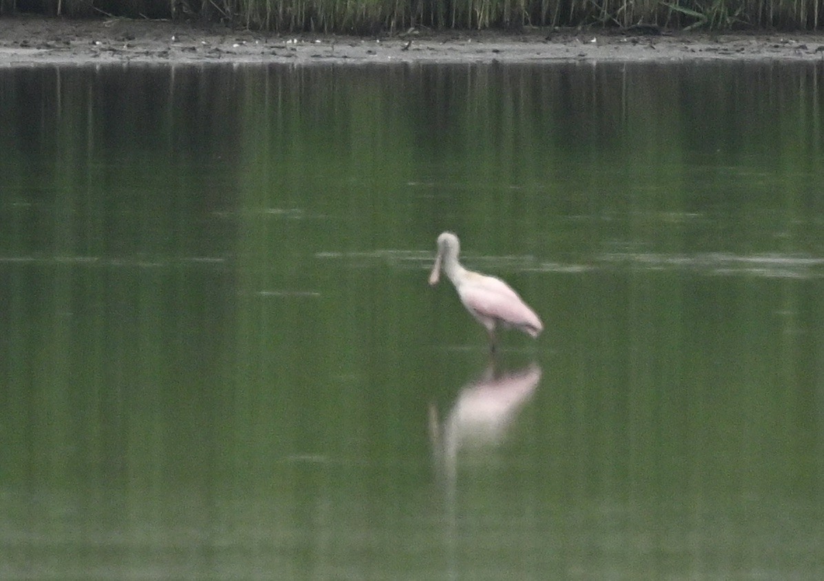 Roseate Spoonbill - ML638222927