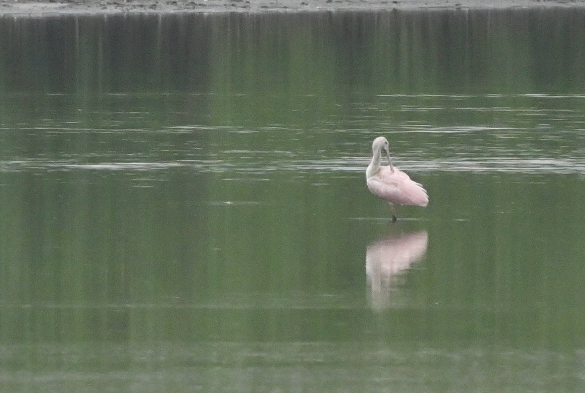 Roseate Spoonbill - ML638222929