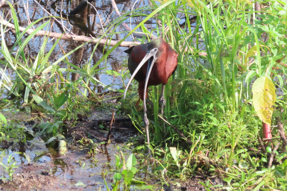 ibis hnědý - ML638222938