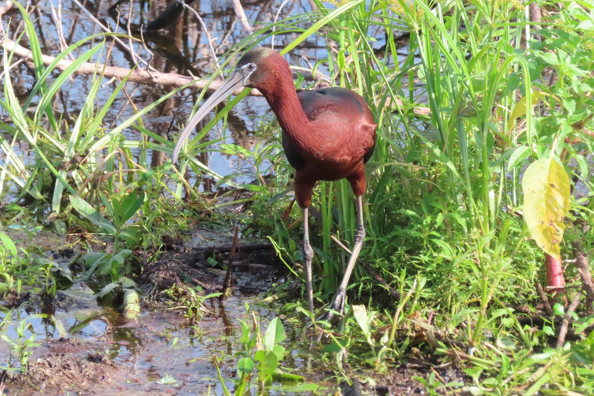 ibis hnědý - ML638222939