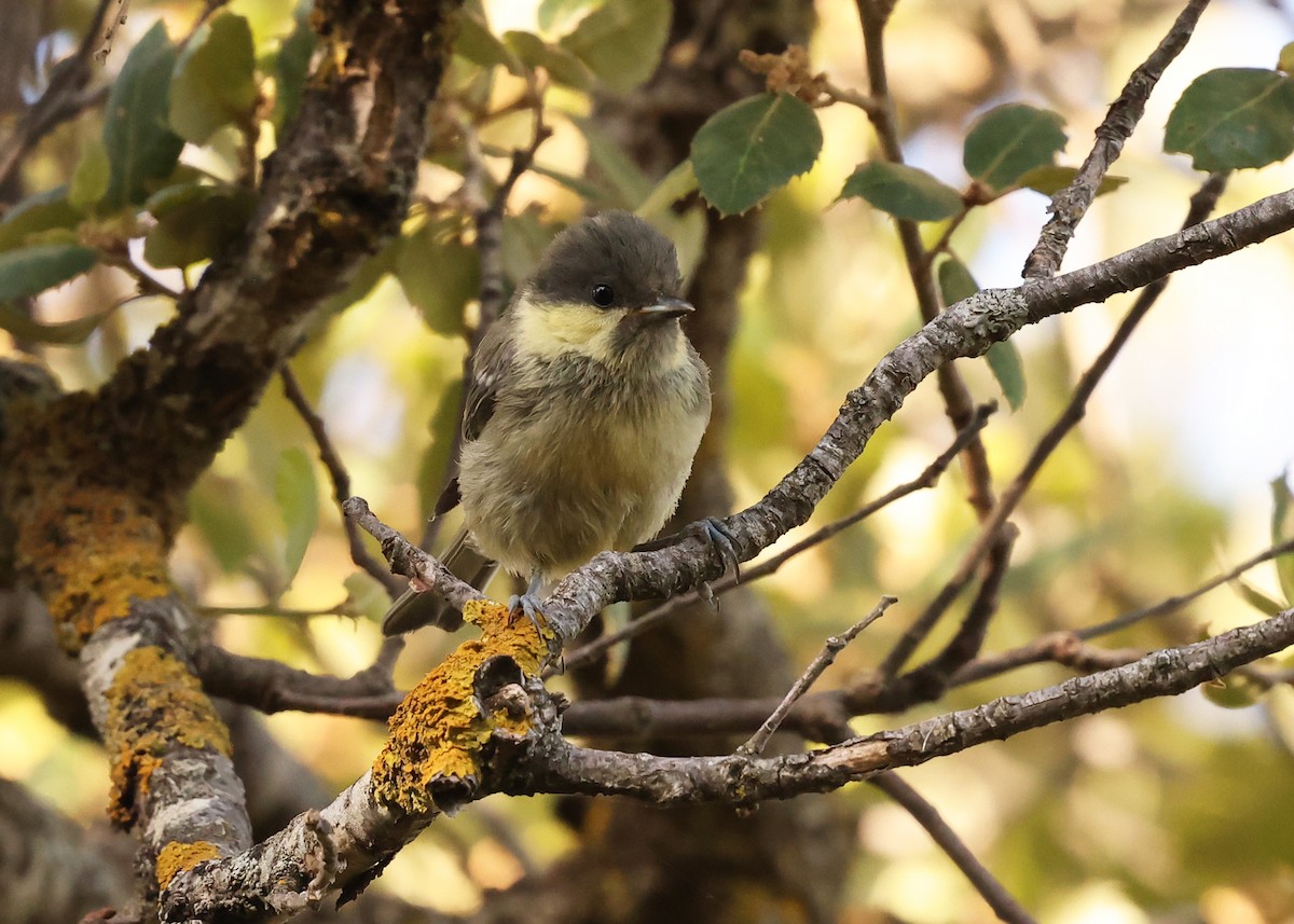 Coal Tit (Atlas) - ML638222958
