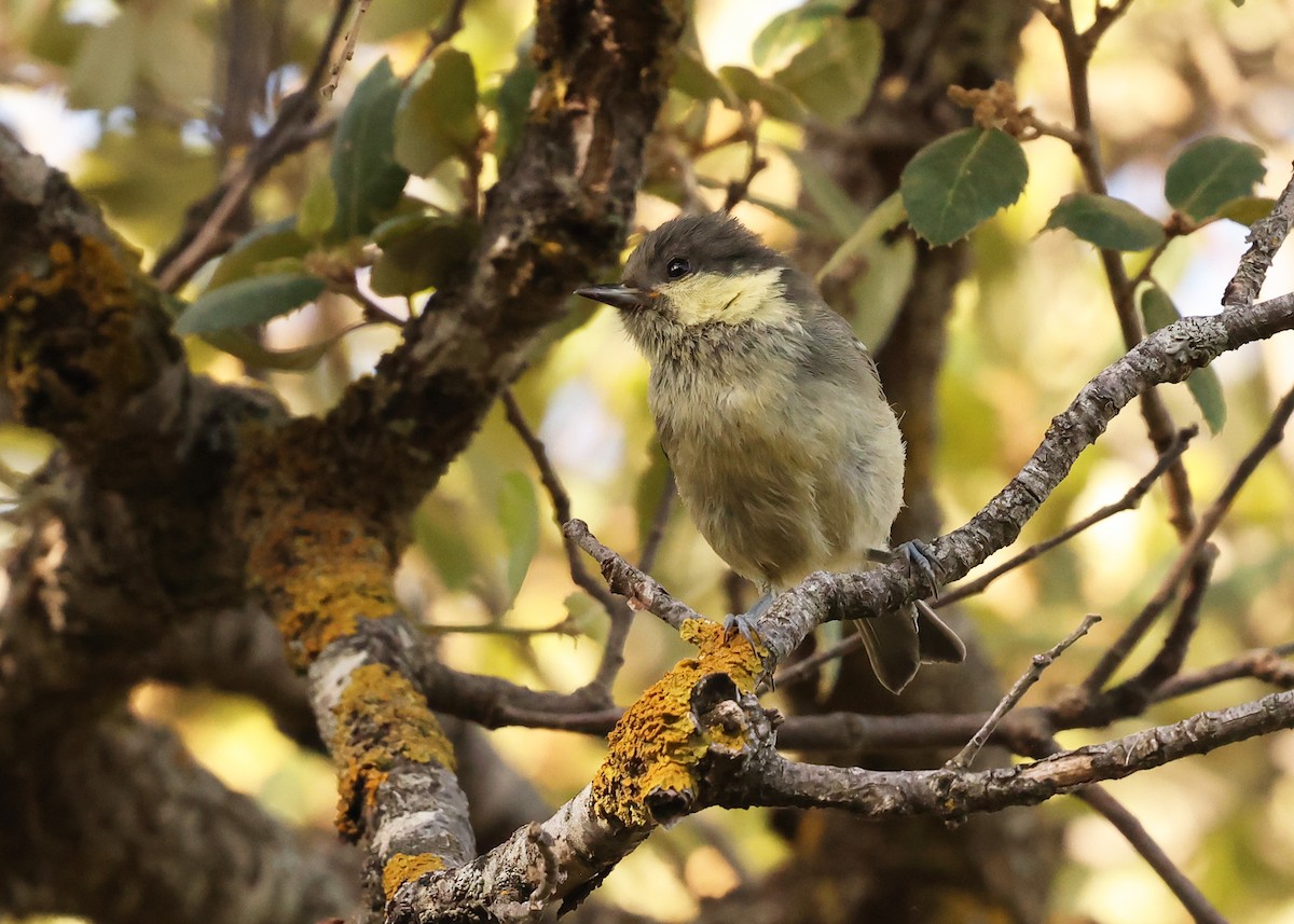 Coal Tit (Atlas) - ML638222961