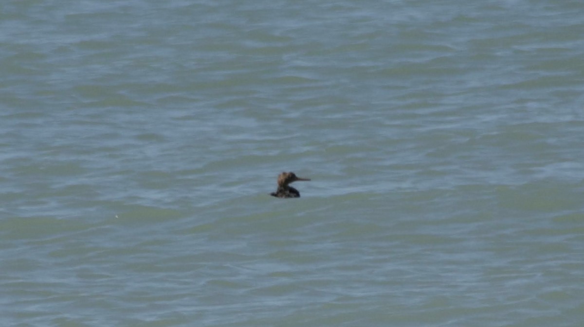 Red-breasted Merganser - ML638222976