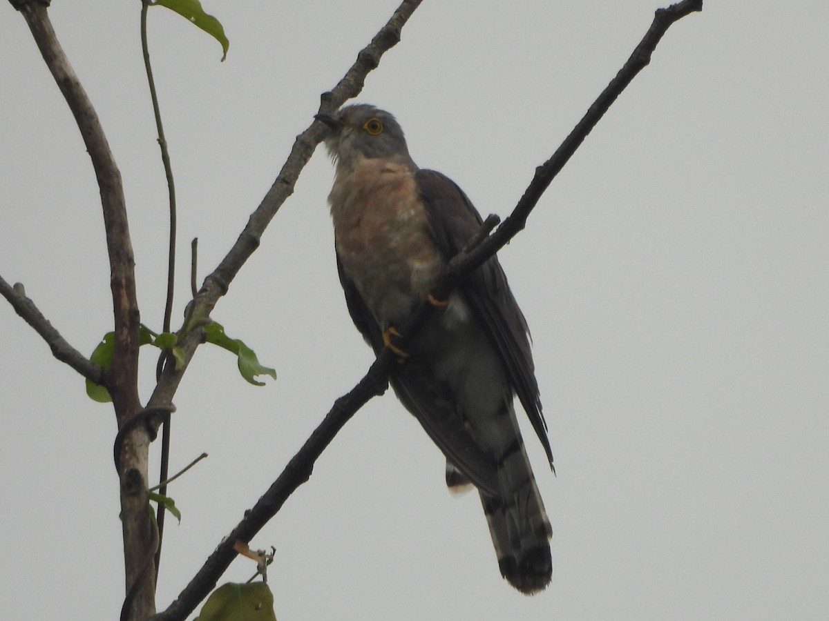 Common Hawk-Cuckoo - ML638222984