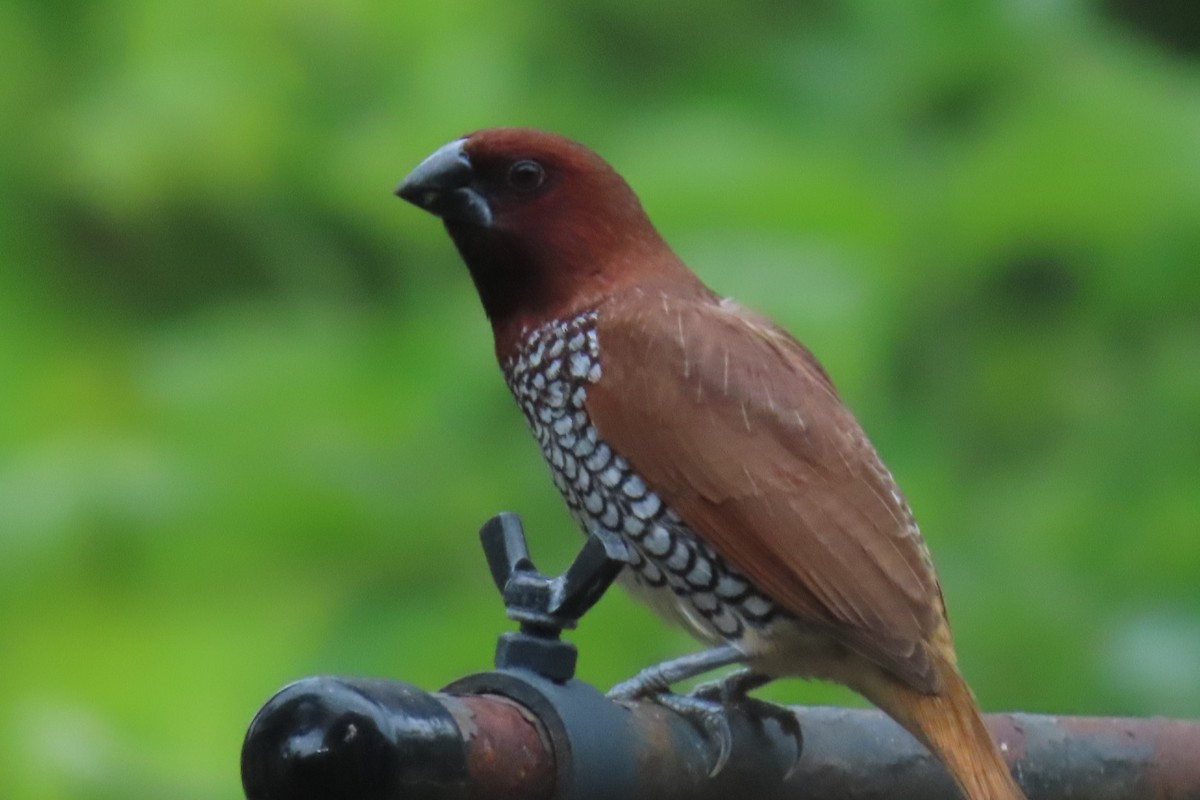 panenka muškátová - ML638222990