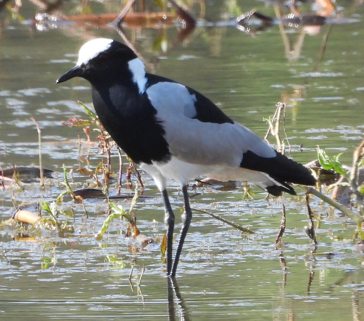 Blacksmith Lapwing - ML638222993