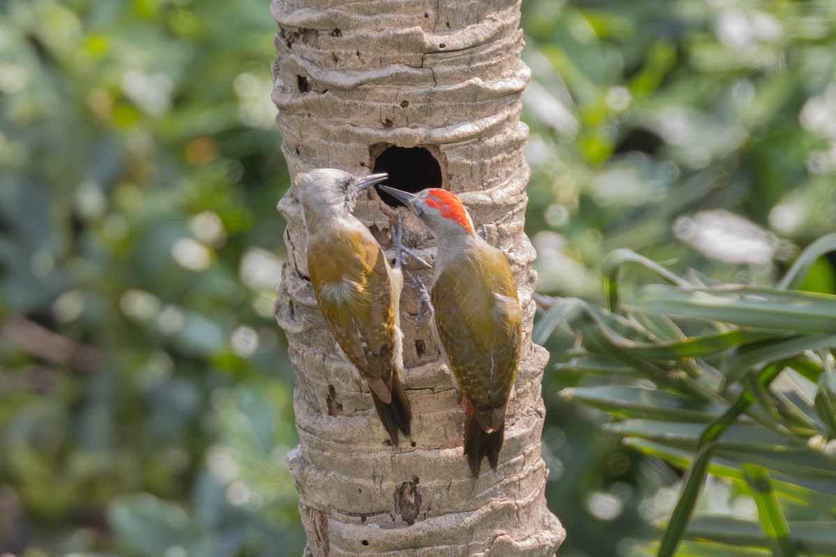 African Gray Woodpecker - ML638222995