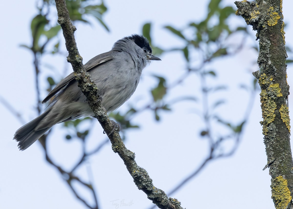 Eurasian Blackcap - ML638222996