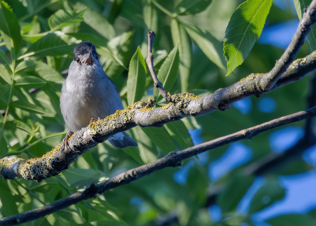Eurasian Blackcap - ML638222997