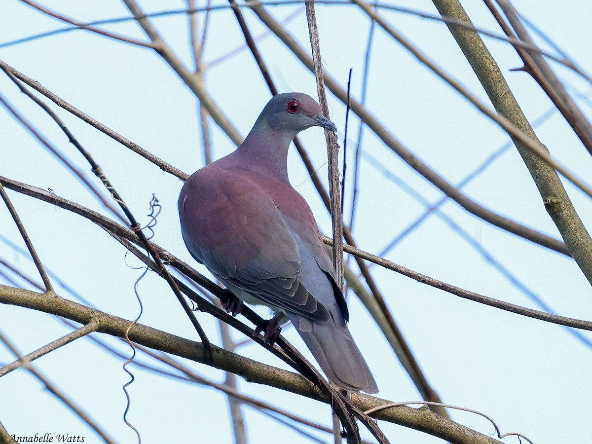 Pale-vented Pigeon - ML638223005