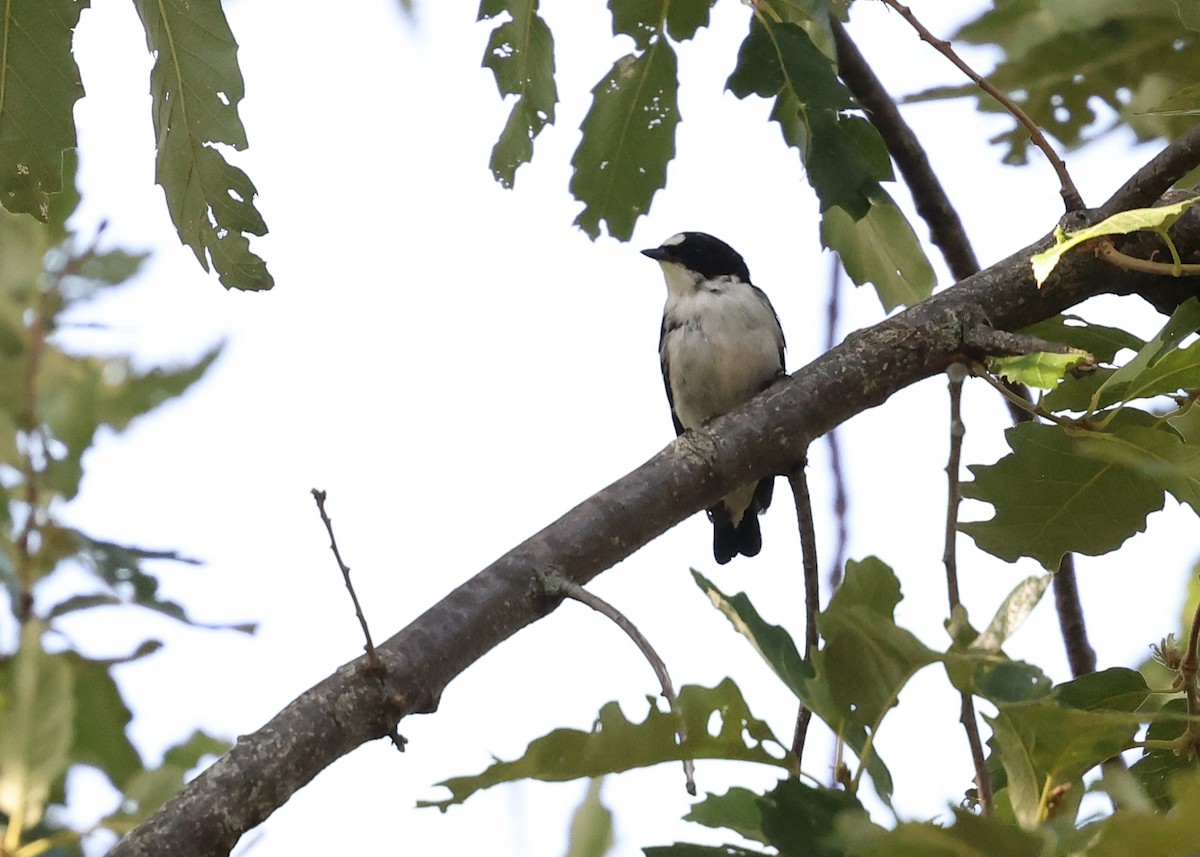 Atlas Flycatcher - ML638223010