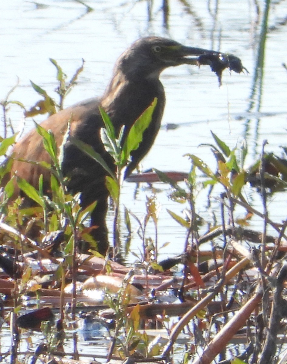 Rufous-bellied Heron - ML638223020