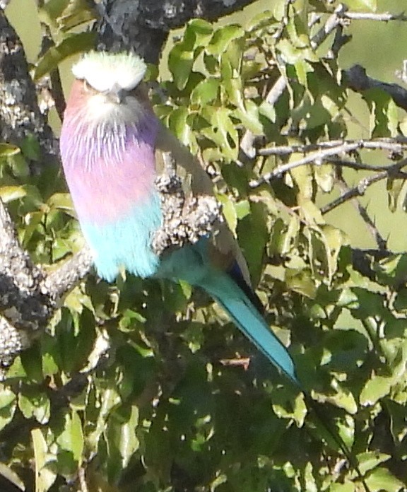Lilac-breasted Roller - ML638223024