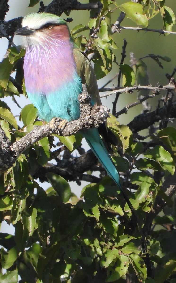 Lilac-breasted Roller - ML638223025