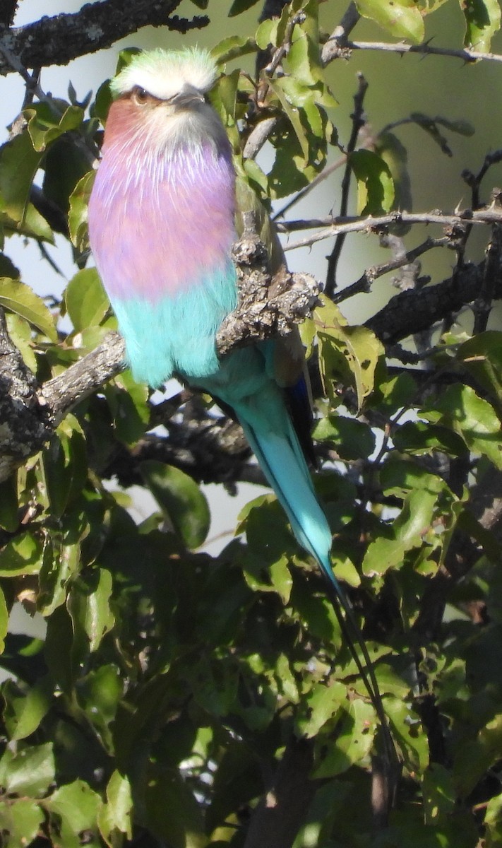 Lilac-breasted Roller - ML638223026