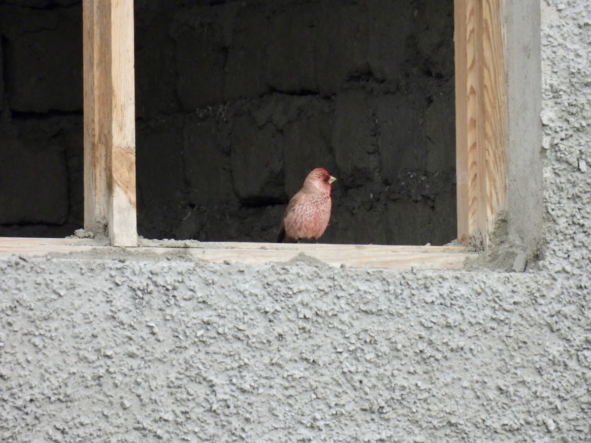 Great Rosefinch - ML638223043