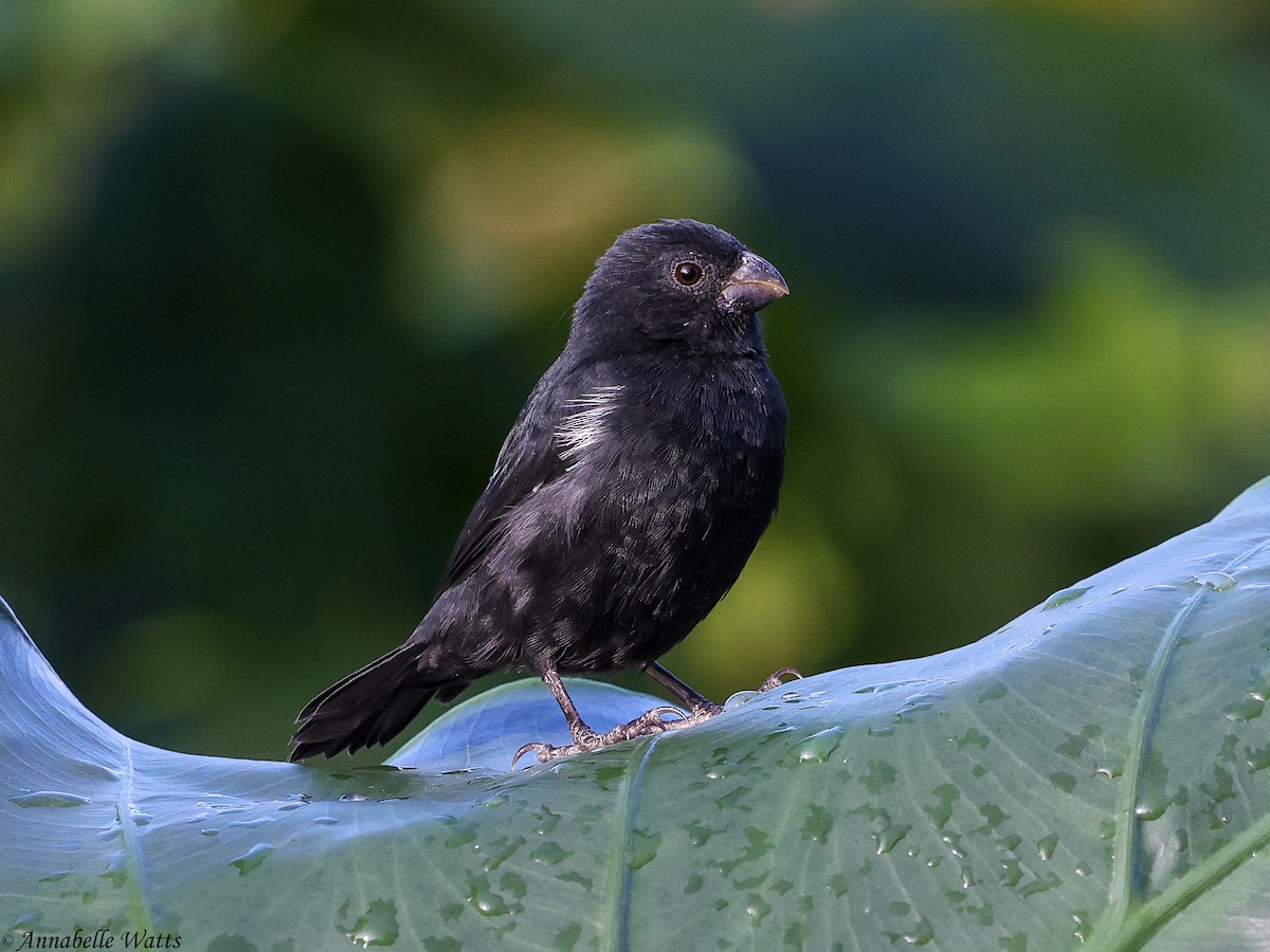 Variable Seedeater - ML638223048