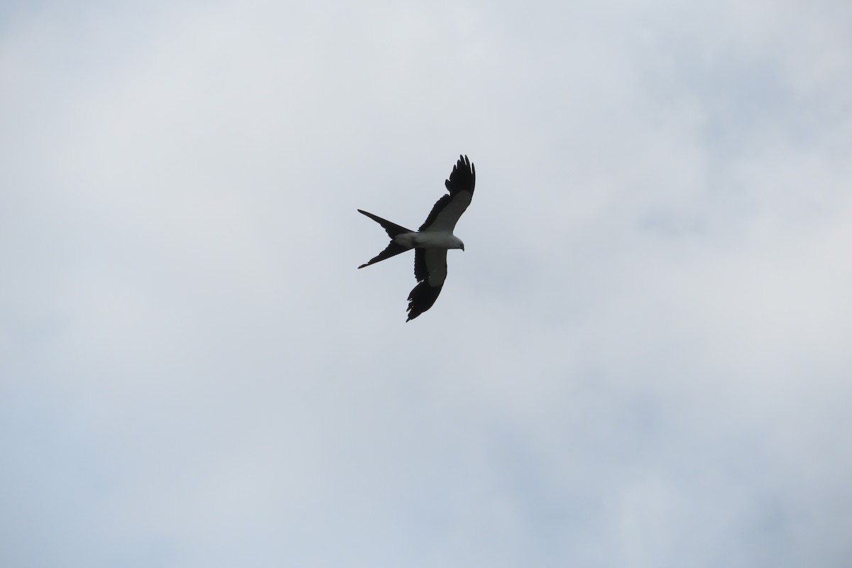 luňák vlaštovčí - ML638223051