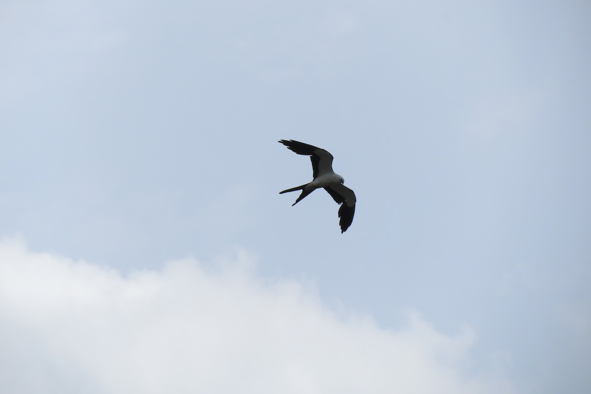 luňák vlaštovčí - ML638223053