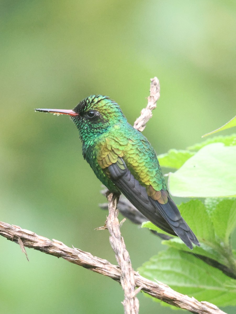 Canivet's Emerald - ML638223058