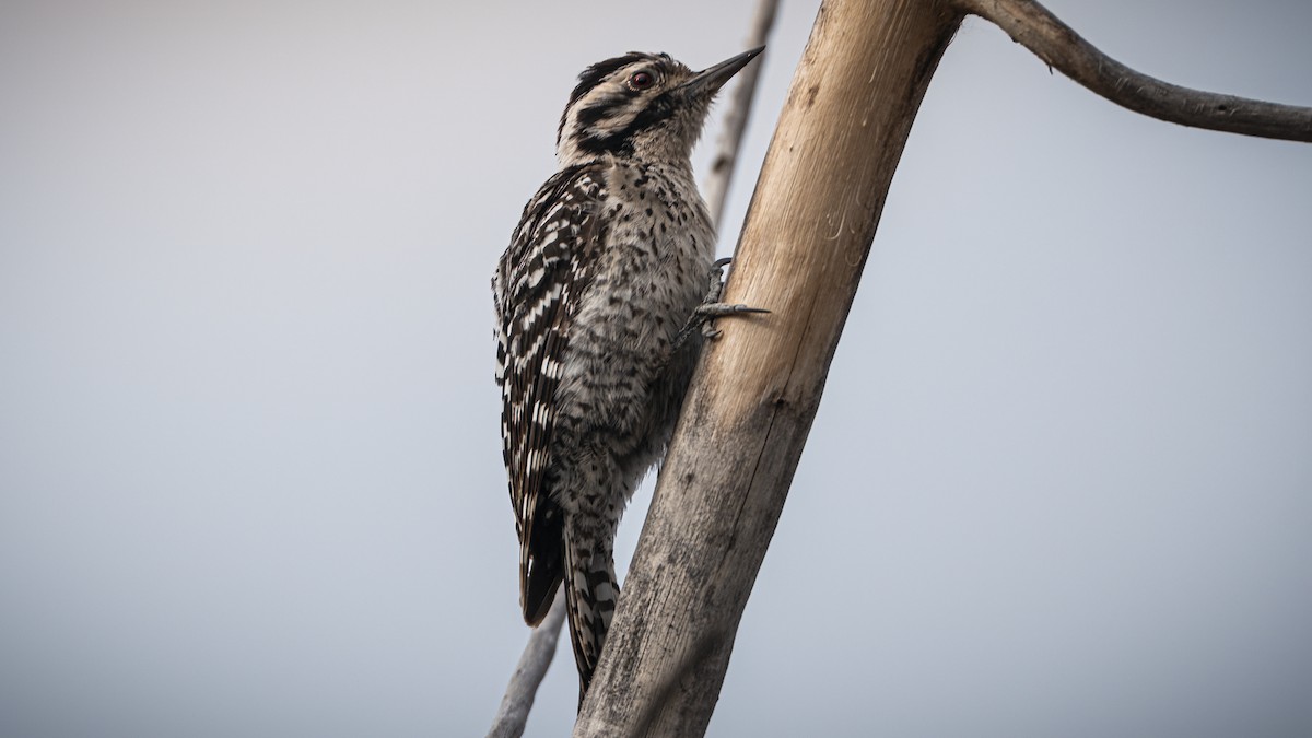 Ladder-backed Woodpecker - ML638223065