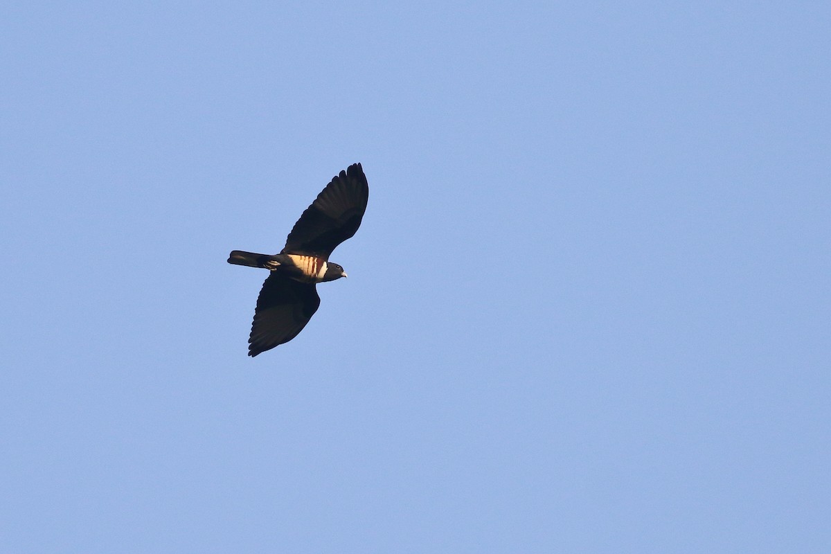 Black Baza - ML638223087
