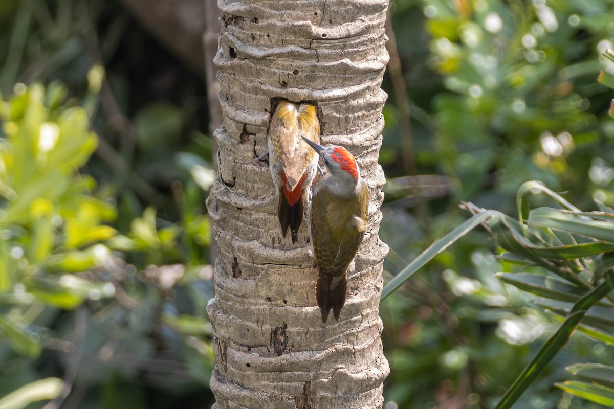 African Gray Woodpecker - ML638223088