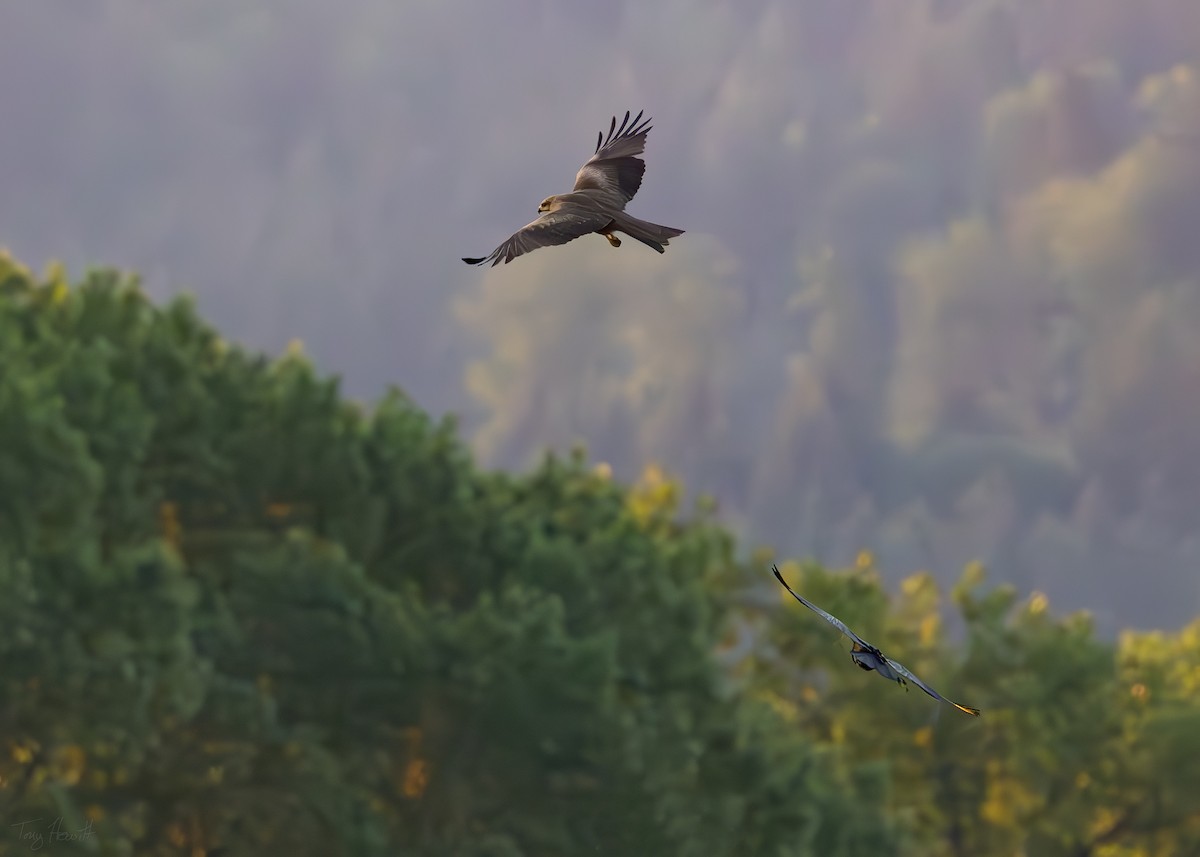 Red Kite - ML638223092